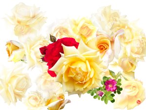 Rêve de rose - Hugo Nefe