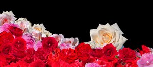 Rêve de rose 2