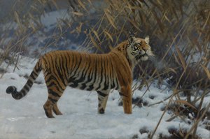 Un tigre dans la neige