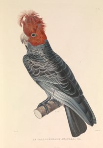 Le Callicéphale australien