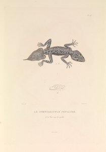 Le Gymnodactyle Phyllure - Hyacinthe Yves Philippe (1781 1846) Potentien