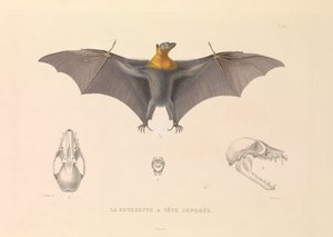 La tête grisonnante Rousette