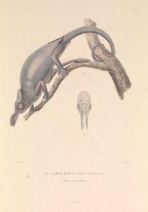 Le caméléon au nez fourchu - Hyacinthe Yves Philippe (1781 1846) Potentien