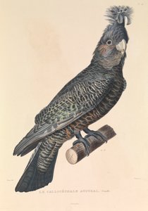 Le Callicéphale Australien - Hyacinthe Yves Philippe (1781 1846) Potentien