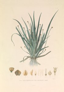 La Busseuillie de Botany Bay - Hyacinthe Yves Philippe (1781 1846) Potentien
