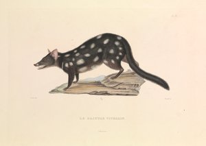 Le Dasyure raton laveur - Hyacinthe Yves Philippe (1781 1846) Potentien