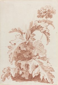 Coquelicot en fleur