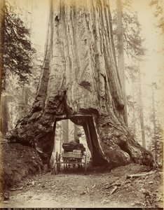 Section de "Wawona", 28 pieds de diamètre, 275 pieds de haut, Mariposa Grove - I. W. Taber