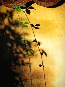 Ombre de la vigne « Golden Wall » - Ida Publishing