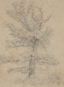 Sapin Américain - Ida Weisselberg Hadra