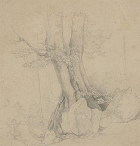 Arbre et Roche