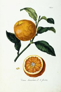 Fruit d