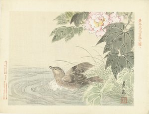 Oiseau se baignant près d