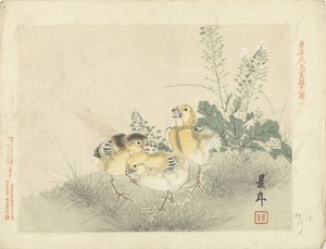 Trois poussins (Esquisses de fleurs et d