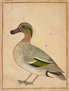 Un Sarcelle à ailes vertes, c.1730