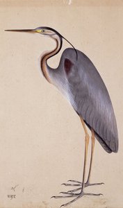 Un héron, vers 1820