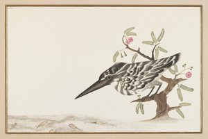 Un martin-pêcheur observant - Indian School