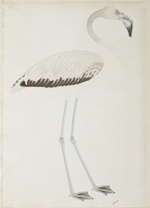 Un flamant rose, c.1780 - Indian School