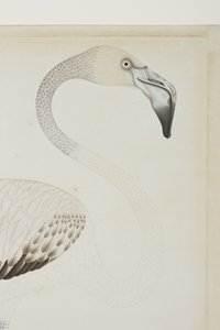 Un flamant rose, détail, c.1780 - Indian School