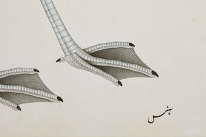 Un flamant rose, détail, c.1780