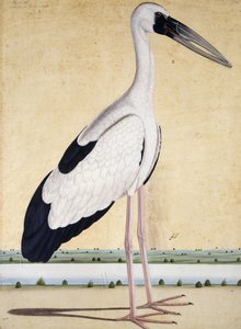 Une cigogne au bec ouvert, vers 1780 - Indian School