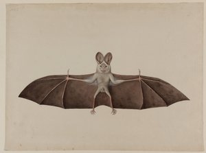 Fausse chauve-souris vampire asiatique, vers 1790