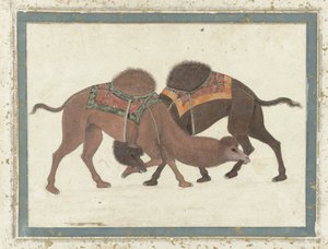 Chameaux combattants, vers 1680-1700 - Indian School
