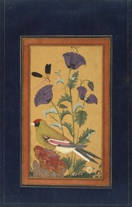 Pinson, coquelicots, libellule et abeille, 1650-70 - Indian School