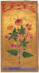 Quatre heures ou La Merveille du Pérou (Mirabilis Jalapa), période moghole, c.1640 - Indian School