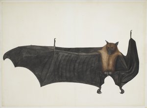 Grande chauve-souris indienne, vers 1777-82