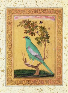 Oiseau vert, Mughal - Indian School