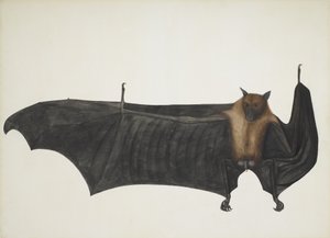 Renard volant indien également connu sous le nom de grande chauve-souris frugivore indienne; Pteropus Giganteus, vers 1800 (gravure colorée à la main)