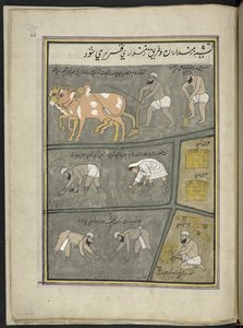 Labourer; creuser; transplanter du riz; récolter, 86 dessins reliés en un volume représentant des métiers et occupations au Cachemire, des artisans montrés au travail avec leurs outils et équipements, par un artiste du Cachemire, probablement à Srinagar, c - Indian School