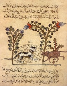 Le chat et le rat, miniature arabe de "Kalila va dimna" - Indian School
