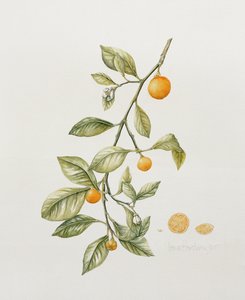 Orange ornementale, 1995 - Iona Hordern