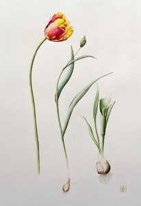Tulipe perroquet, 1995 - Iona Hordern