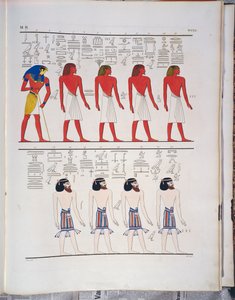 Les différentes espèces d