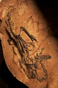 Un cératosaure édenté à l