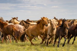 Un troupeau de chevaux dans le désert de Gobi Sud, Mongolie, 2018 (photo)