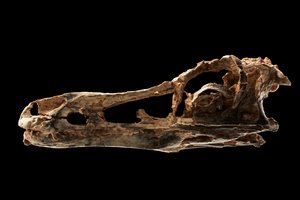 Crâne de dinosaure de type Alvarezsaur à l