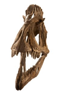 Moulage de Cryolophosaurus au Collège Augustana, Rock Island, Illinois
