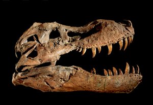 Crâne fossile de Tyrannosaurus Rex "Sue" - Ira Block