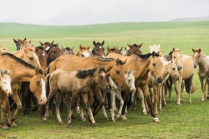 Famille locale rassemblant leurs chevaux dans la réserve naturelle de Gun-Galuut