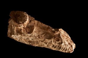 Crâne de Guanlong Wacali sub-adulte à l