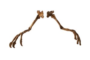 Le dinosaure mongol Deinocheirus, avec ses bras et griffes géants - Ira Block