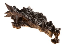 Le crâne du Dracorex au Musée des enfants d
