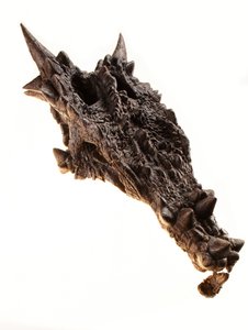 Le crâne du Dracorex au Musée des enfants à Indianapolis, Indiana