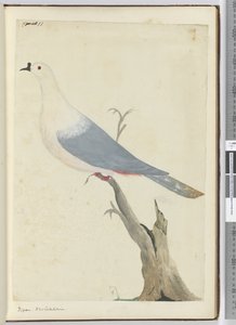 F.11 Pigeon. Nouvelle-Calédonie, 1772-75 - Isaac Smith