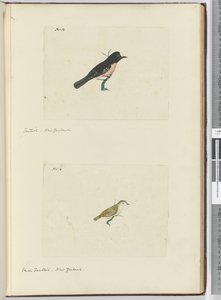 F.13 Éventail. Nouvelle-Zélande F.14 Petit éventail. Nouvelle-Zélande, 1772-75 - Isaac Smith