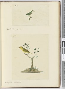 F.15 Petit éventail. Nouvelle-Zélande F.16 Oiseau moqueur. Nouvelle-Zélande, 1772-75 - Isaac Smith